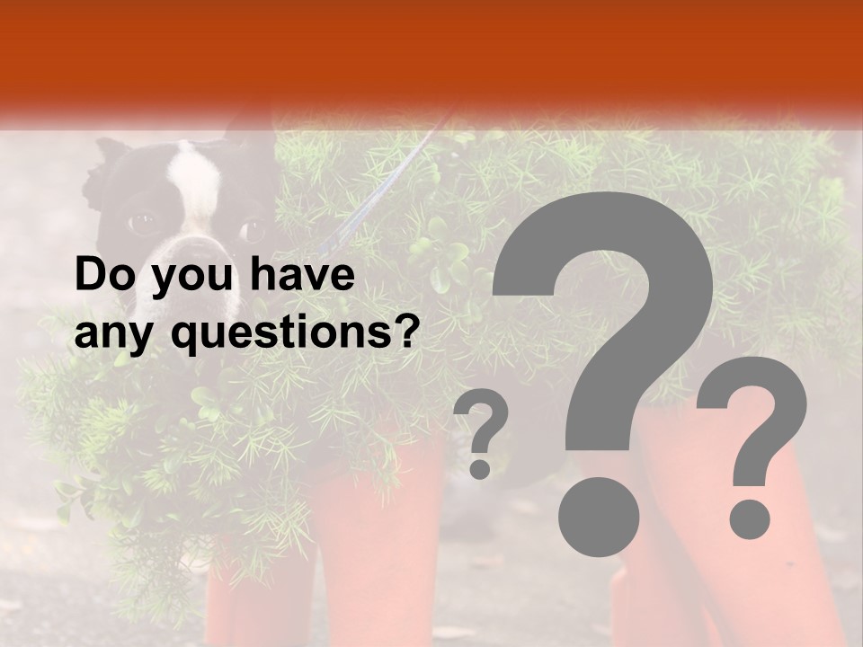 A Boston Terrier Dressed Up In A Carrot Costume PowerPoint Template