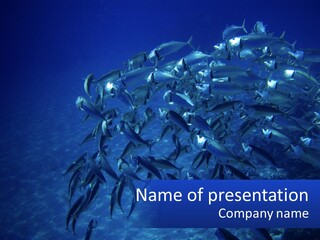 A Large Group Of Fish Swimming In The Ocean PowerPoint Template