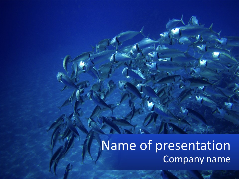 A Large Group Of Fish Swimming In The Ocean PowerPoint Template