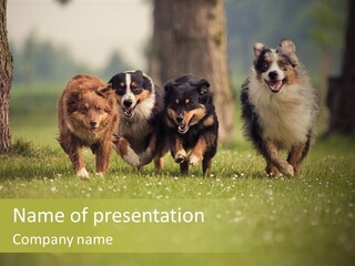 A Group Of Dogs Running In The Grass PowerPoint Template