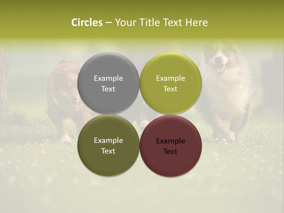 A Group Of Dogs Running In The Grass PowerPoint Template