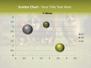 A Group Of Dogs Running In The Grass PowerPoint Template