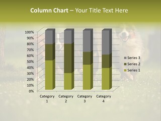 A Group Of Dogs Running In The Grass PowerPoint Template