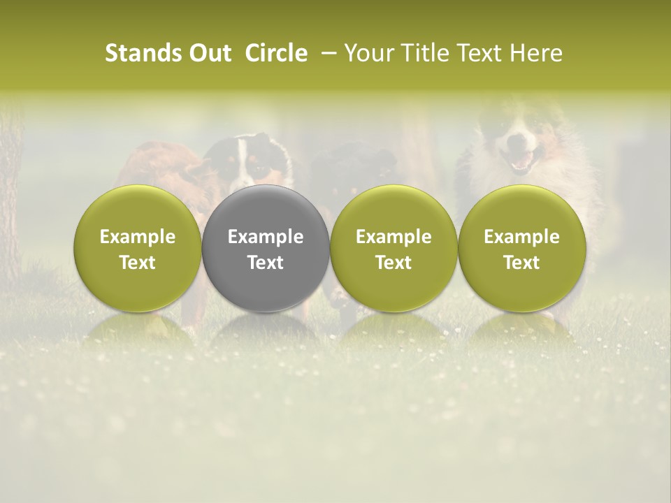 A Group Of Dogs Running In The Grass PowerPoint Template