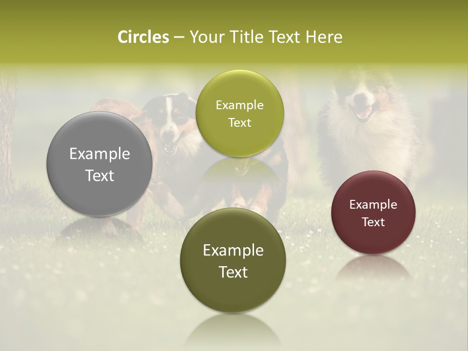 A Group Of Dogs Running In The Grass PowerPoint Template