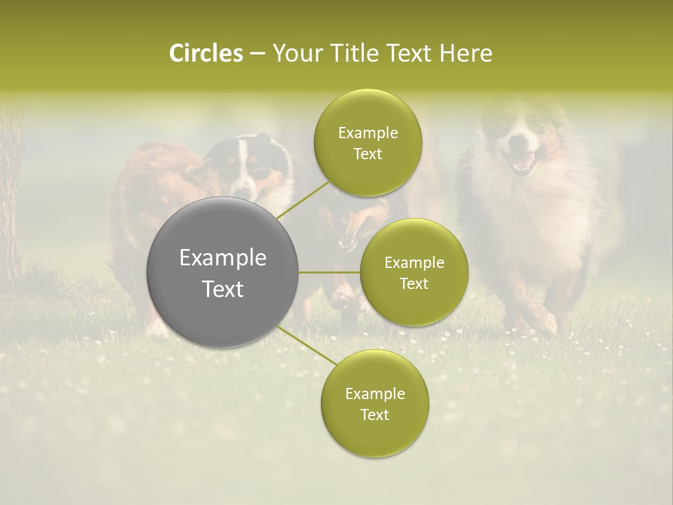 A Group Of Dogs Running In The Grass PowerPoint Template