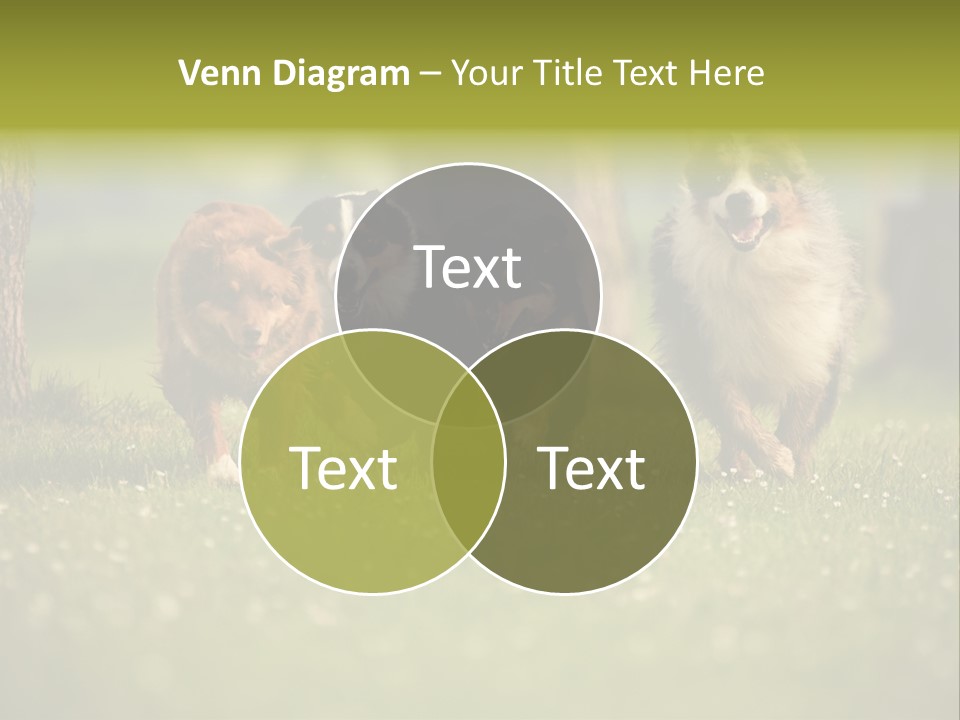 A Group Of Dogs Running In The Grass PowerPoint Template