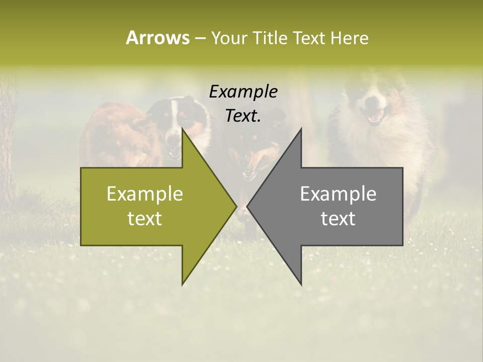 A Group Of Dogs Running In The Grass PowerPoint Template