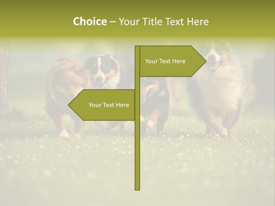 A Group Of Dogs Running In The Grass PowerPoint Template