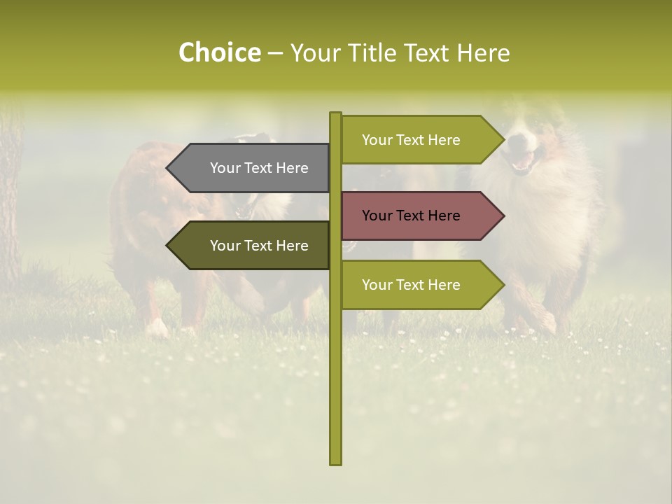 A Group Of Dogs Running In The Grass PowerPoint Template